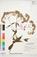 腺葉澤蘭藏品圖，第1張