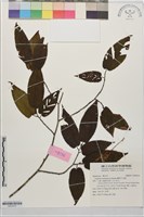 蘭邯千金榆藏品圖，第1張