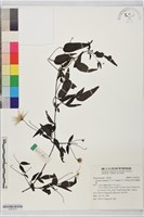 田村氏鐵線蓮藏品圖，第1張