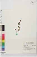東臺肺形草 藏品圖，第1張