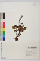 玉山鹿蹄草藏品圖，第1張