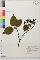 樺葉莢迷、玉山莢迷藏品圖，第1張