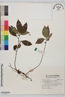 臺灣排香藏品圖，第1張