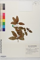 花蓮小檗藏品圖，第1張