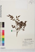 毛蕊越橘、毛蕊木藏品圖，第1張