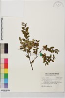 清水金絲桃藏品圖，第1張