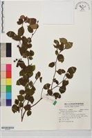 小葉瑞木藏品圖，第1張
