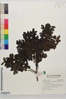 太平山冬青藏品圖，第1張