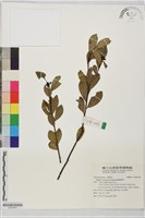 臺灣瑞香藏品圖，第1張