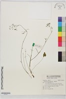 三葉茴香藏品圖，第1張