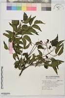 野鴉椿藏品圖，第1張