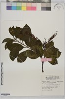 紅葉樹藏品圖，第1張