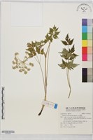 玉山當歸藏品圖，第1張