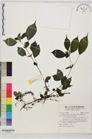 華南苧麻藏品圖，第1張