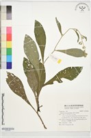 裡白艾納香藏品圖，第1張