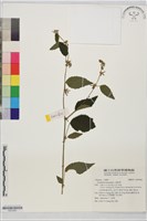 垂桉草藏品圖，第1張
