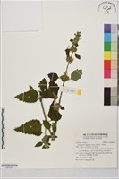 金劍草、魚針草藏品圖，第1張