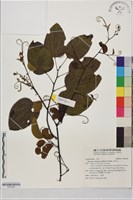 菊花木藏品圖，第1張