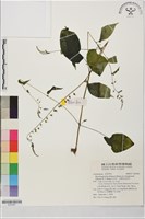 尖舌草、全唇尖舌苣苔藏品圖，第1張