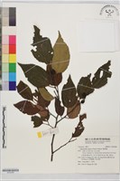 糙葉樹藏品圖，第1張