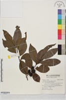 山紅柿藏品圖，第1張