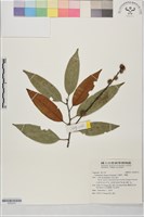 火燒柯、栲樹藏品圖，第1張