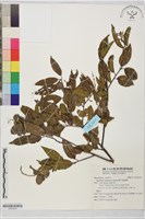 巒大雀梅藤藏品圖，第1張