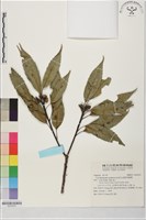圓果青剛櫟藏品圖，第1張