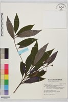 苗栗紫金牛藏品圖，第1張