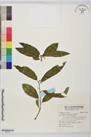 巨葉花遠志藏品圖，第1張
