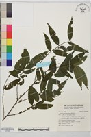 細枝柃木藏品圖，第1張