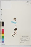 臺灣金線蓮、金線蓮藏品圖，第1張