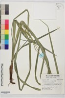 黃穗薹藏品圖，第1張