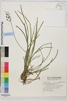 細葉麥門冬藏品圖，第1張