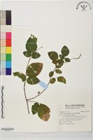 散花山螞蝗藏品圖，第1張