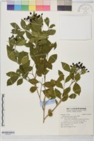 月橘藏品圖，第1張