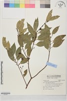 土肉桂藏品圖，第1張
