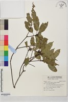 青剛櫟藏品圖，第1張