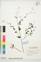 小蔓黃苑藏品圖，第1張