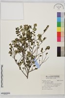 小葉鐵仔藏品圖，第1張