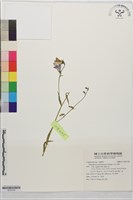 玉山沙參藏品圖，第1張