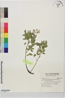 彎龍骨藏品圖，第1張