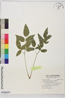 太魯閣當歸藏品圖，第1張