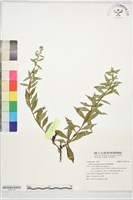 臺灣馬蘭藏品圖，第1張