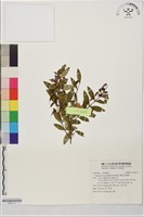雙花金絲桃藏品圖，第1張