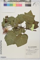 牧野氏山芙蓉藏品圖，第1張