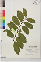 球花腳骨脆藏品圖，第1張