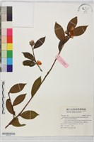 短柱山茶藏品圖，第1張