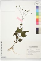 下田菊藏品圖，第1張