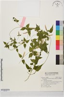 高山雙蝴蝶、呂宋肺形草藏品圖，第1張